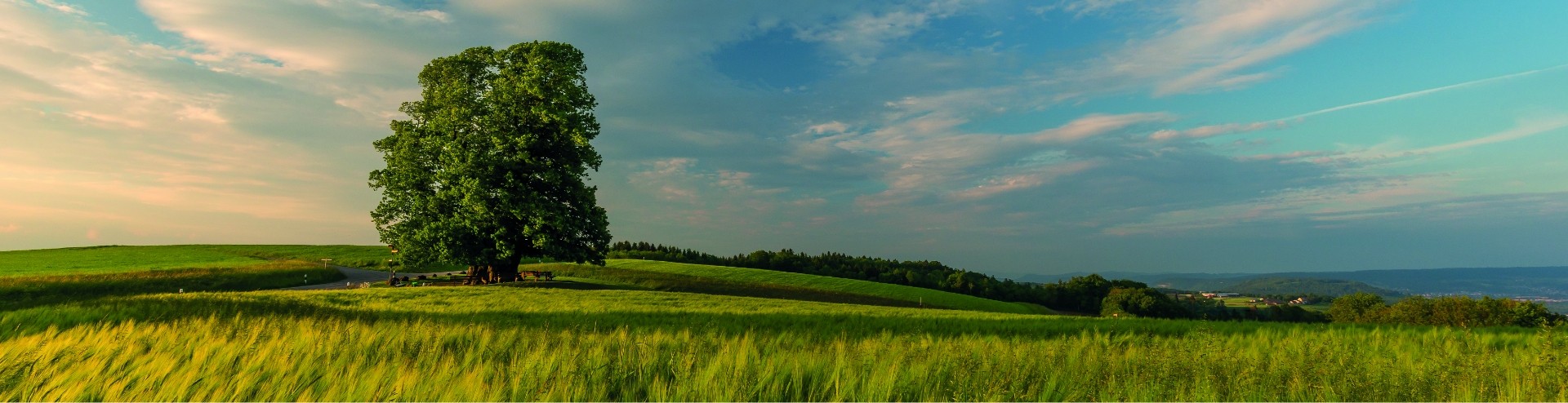 Erbrecht - bäuerliches Bodenrecht - Baurecht - landwirtschaftliches Pachtrecht - Raumplanungsrecht - Familienrecht - Agrarrecht - Steuerrecht - Abgaberecht - Strafrecht - Zivilrecht - Vertragsrecht - Schuldbetreibungsrecht - Konkursrecht - Vertragsrecht - Gesellschaftsrecht - öffentliches Recht - Anwalt - Anwalt Möhlin - Anwalt Aargau - Rechtsanwalt - Fachanwalt SAV - Anwaltskanzlei -  Ritter Koller AG ist Ihr kompetenter Partner - jetzt beraten lassen! Inheritance Law - Agricultural Land Law - Building Law - Agricultural Lease Law - Spatial Planning Law - Family Law - Agricultural Law - Tax Law - Taxation Law - Criminal Law - Civil Law - Contract Law - Debt Enforcement Law - Bankruptcy Law - Contract Law - Corporate Law - Public Law - Lawyer - Lawyer Möhlin - Lawyer Aargau - Attorney - SAV Specialist Attorney - Law Firm - Ritter Koller AG is your competent partner - get advice now!