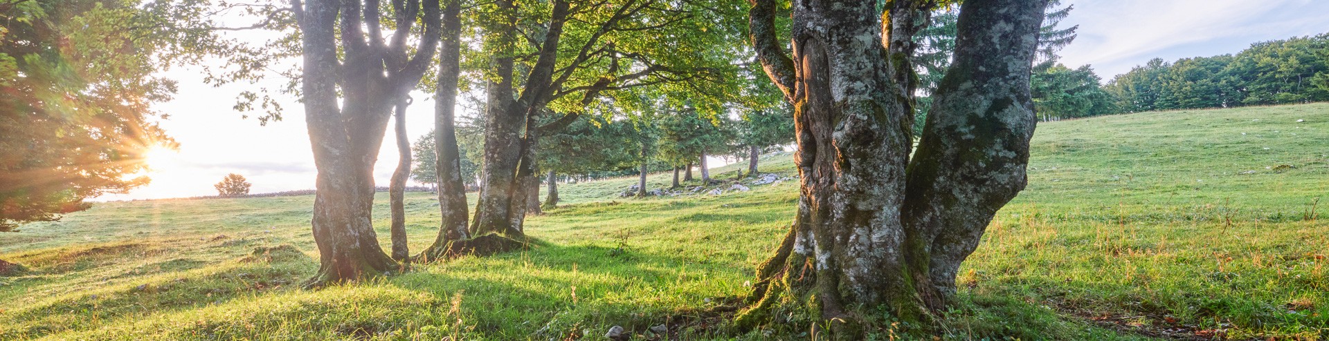 Erbrecht - bäuerliches Bodenrecht - Baurecht - landwirtschaftliches Pachtrecht - Raumplanungsrecht - Familienrecht - Agrarrecht - Steuerrecht - Abgaberecht - Strafrecht - Zivilrecht - Vertragsrecht - Schuldbetreibungsrecht - Konkursrecht - Vertragsrecht - Gesellschaftsrecht - öffentliches Recht - Anwalt - Anwalt Möhlin - Anwalt Aargau - Rechtsanwalt - Fachanwalt SAV - Anwaltskanzlei -  Ritter Koller AG ist Ihr kompetenter Partner - jetzt beraten lassen! Inheritance Law - Agricultural Land Law - Building Law - Agricultural Lease Law - Spatial Planning Law - Family Law - Agricultural Law - Tax Law - Taxation Law - Criminal Law - Civil Law - Contract Law - Debt Enforcement Law - Bankruptcy Law - Contract Law - Corporate Law - Public Law - Lawyer - Lawyer Möhlin - Lawyer Aargau - Attorney - SAV Specialist Attorney - Law Firm - Ritter Koller AG is your competent partner - get advice now!